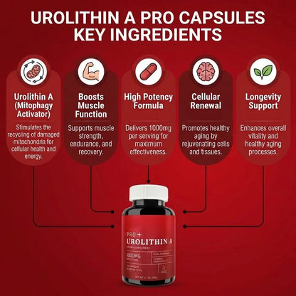 Urolithin A – 1000mg (120 Capsules)